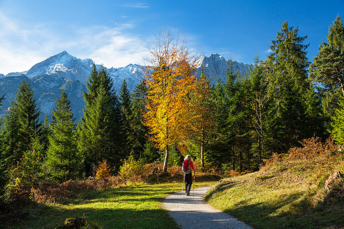 Woman on a hiking trail near Garmisch in fall with Wetterstein mountains, bavarian Alps, Upper Bavaria, Germany
