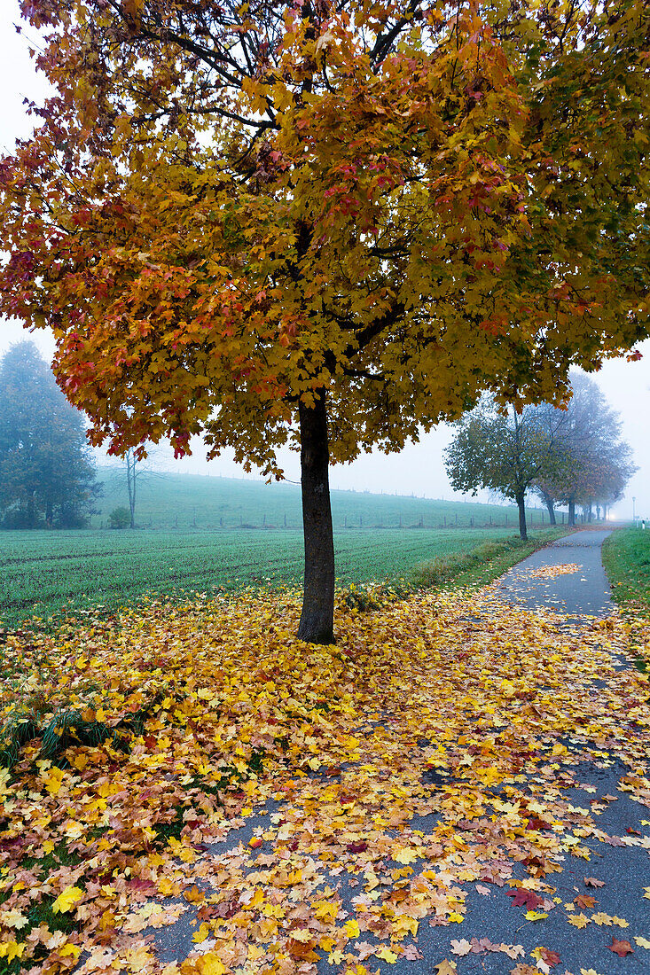 Maples in fall, Acer platanoides, mist, Upper Bavaria, Germany