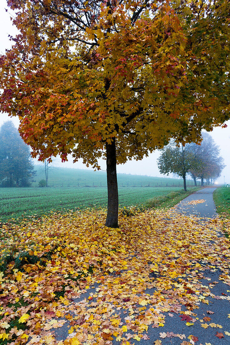 Spitzahorn in Herbstfärbung, Acer platanoides, Nebel, Oberbayern, Deutschland