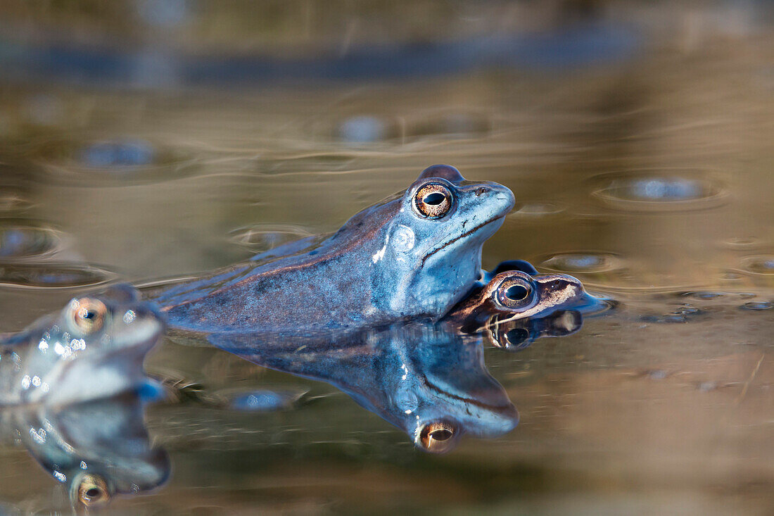 Moor Frog, Rana arvalis, mating, Bavaria, Germany, Europe