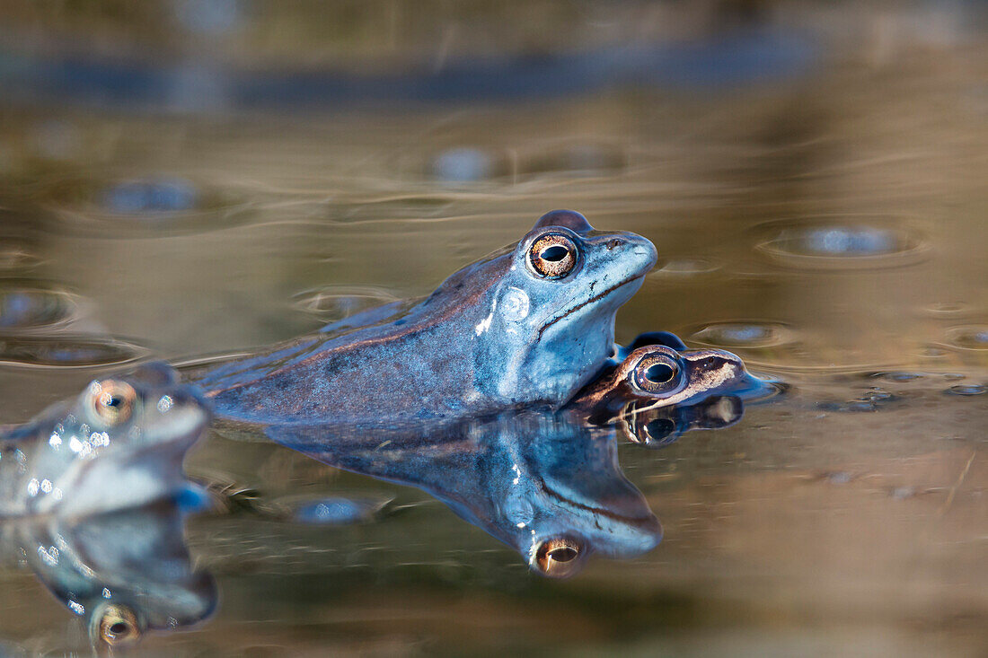 Moorfrösche, Paarung, Rana arvalis, Oberfranken, Bayern, Deutschland