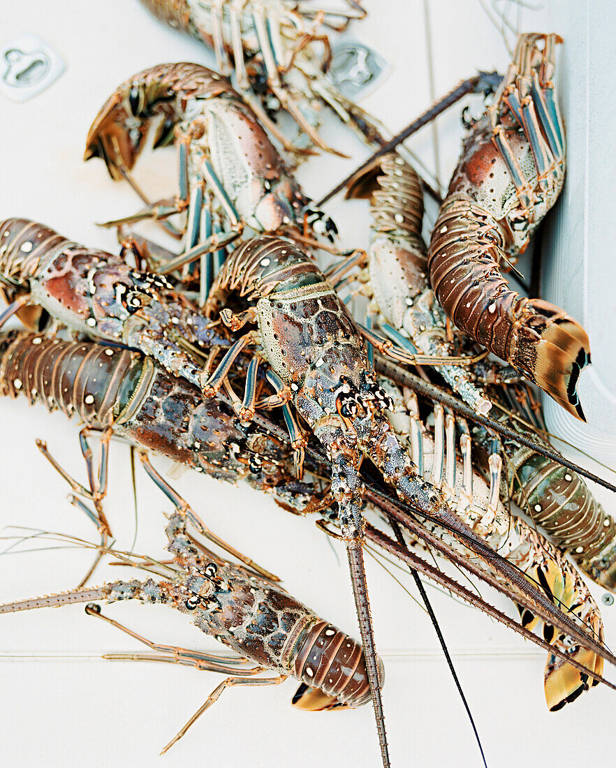 Spiny Lobsters that were spear caught in the Abacos, Bahamas