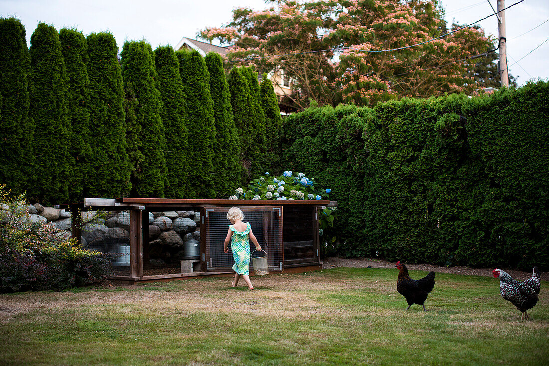 A young girl runs around with her backyard chickens near her family coop in Seattle, WA.