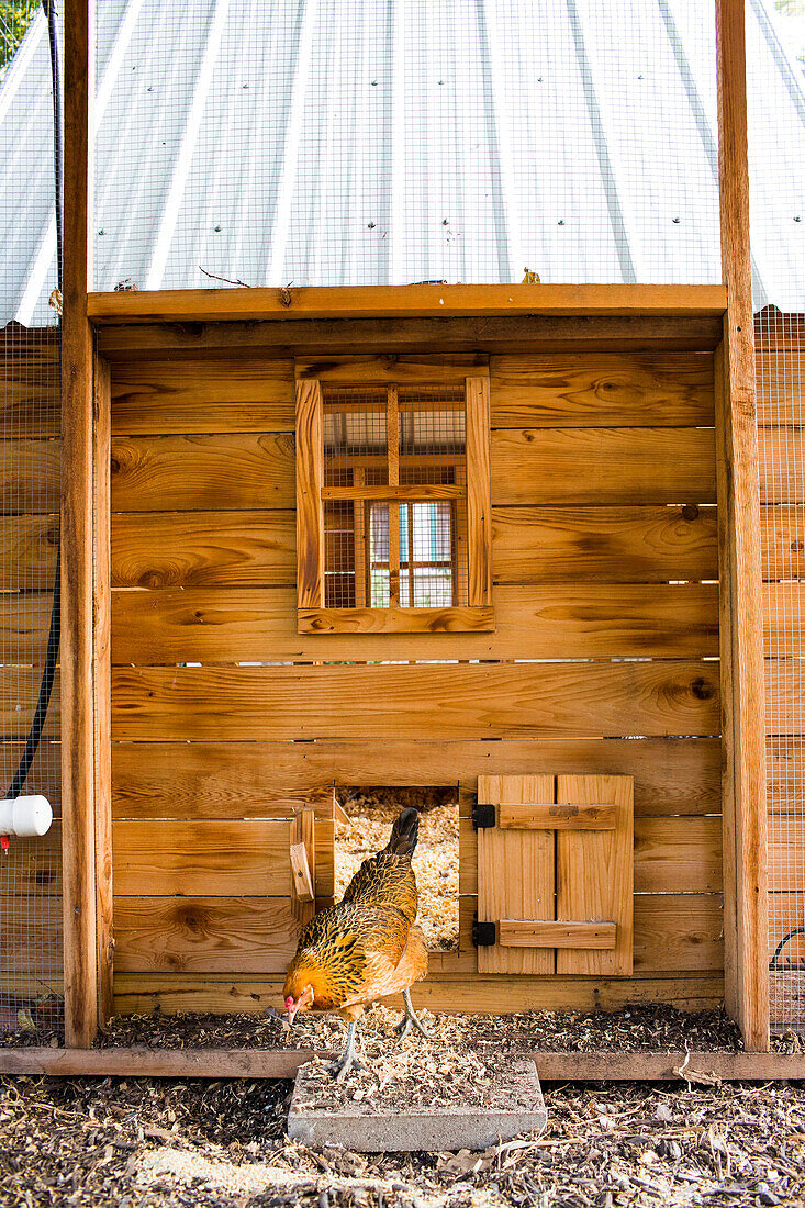 A backyard chicken coop in Austin, Texas. Backyard coops are growing in popularity throughout the country as people are wanting to source their food locally.