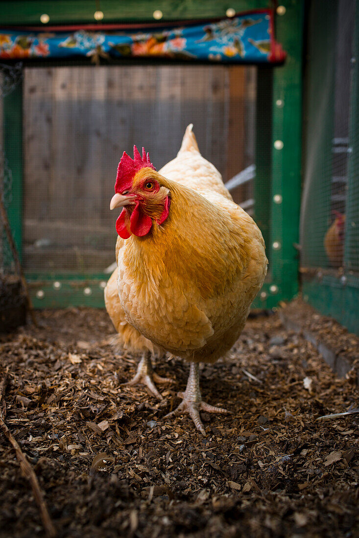 A backyard chicken coop in Austin, Texas houses a handful of chickens and provides daily eggs for a family.