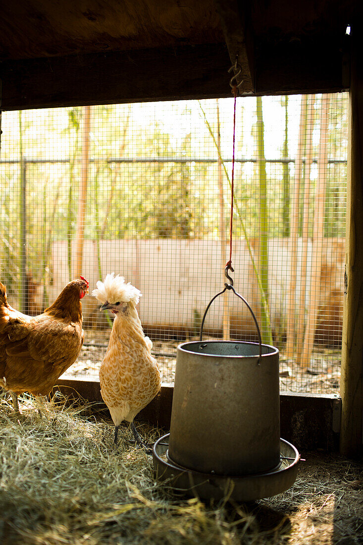 Locally sourcing food is a growing trend and chicken coops are rising in popularity throughout the US.