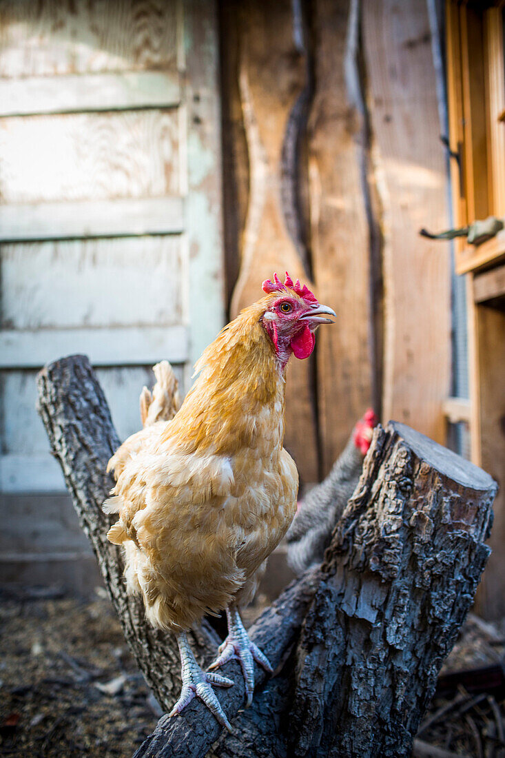 A backyard chicken coop in Austin, Texas houses a handful of chickens and provides daily eggs for a family.