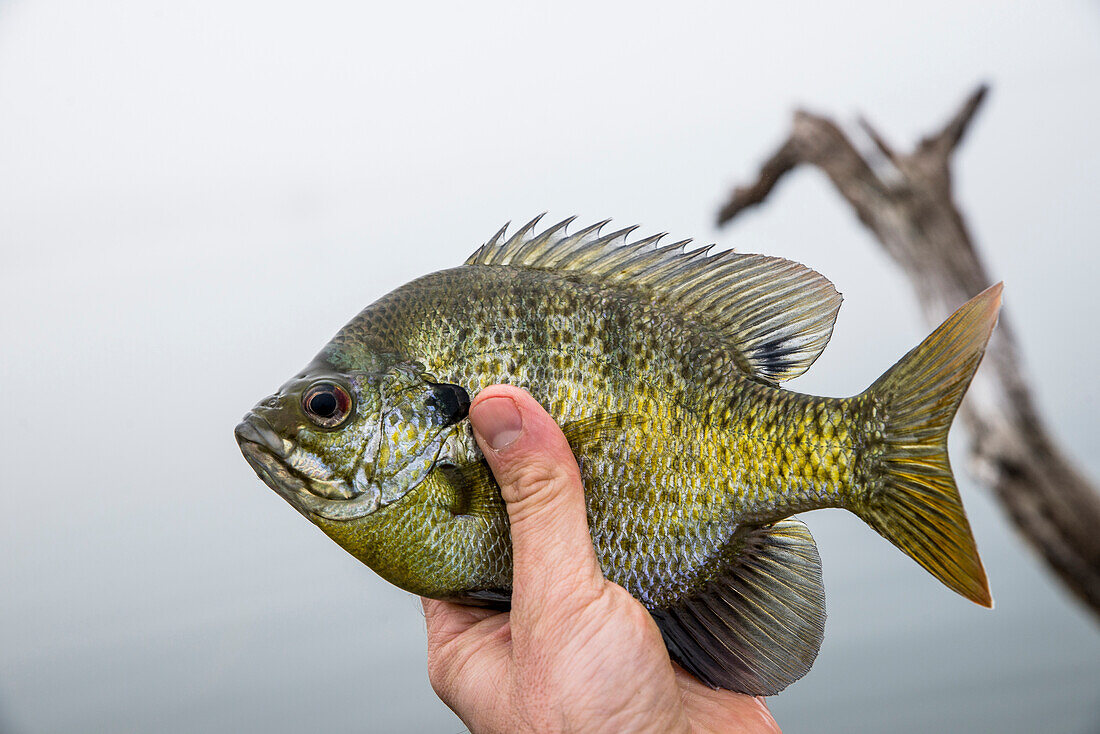 Texas Sun Perch held up in the air.