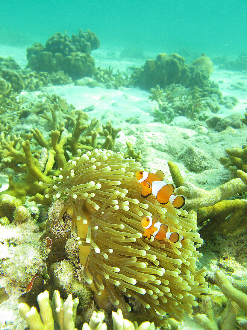 Clown anemonefish, Clownfish, Amphiprion ocellaris, Thailand/Lipe ?sland