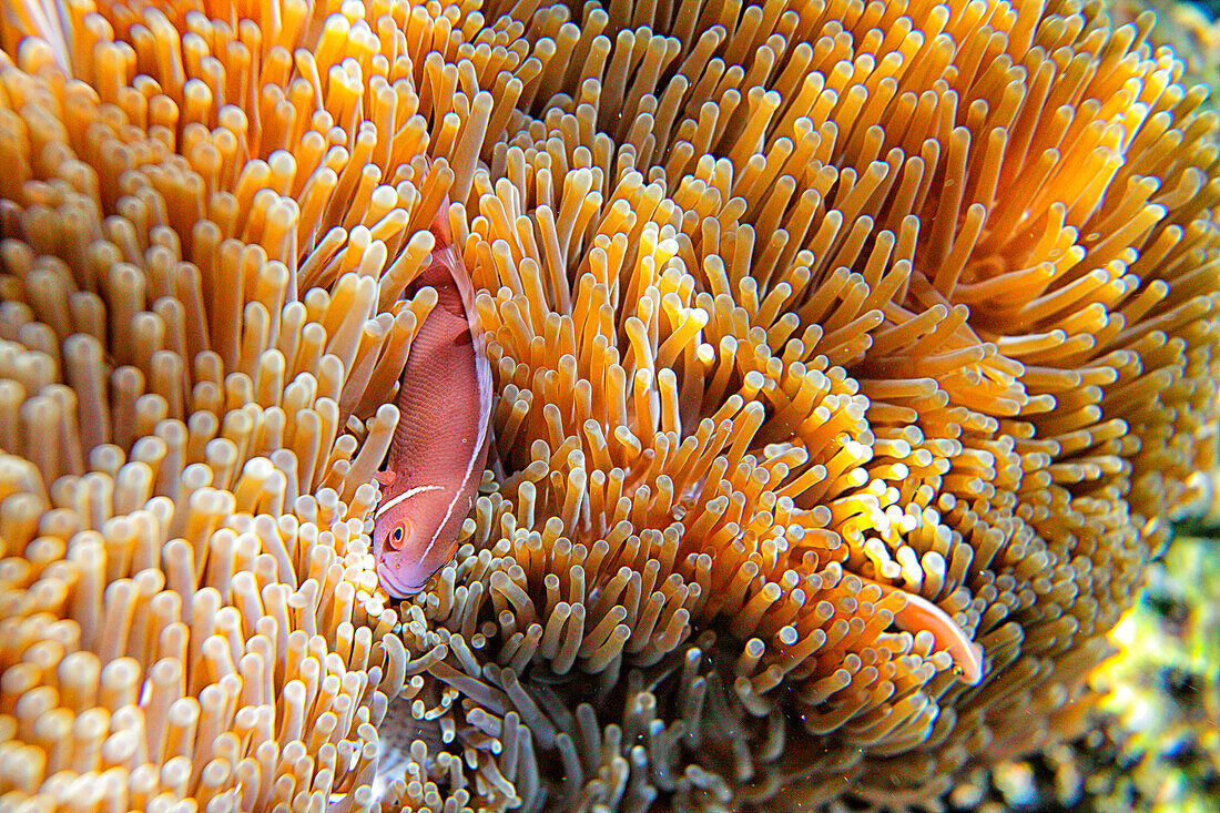 'Pink Anemonefish, Chumphon Pinnacle, Ko Tao. Koh Tao island; Surat Thani Province; Gulf thailand; South China Sea'