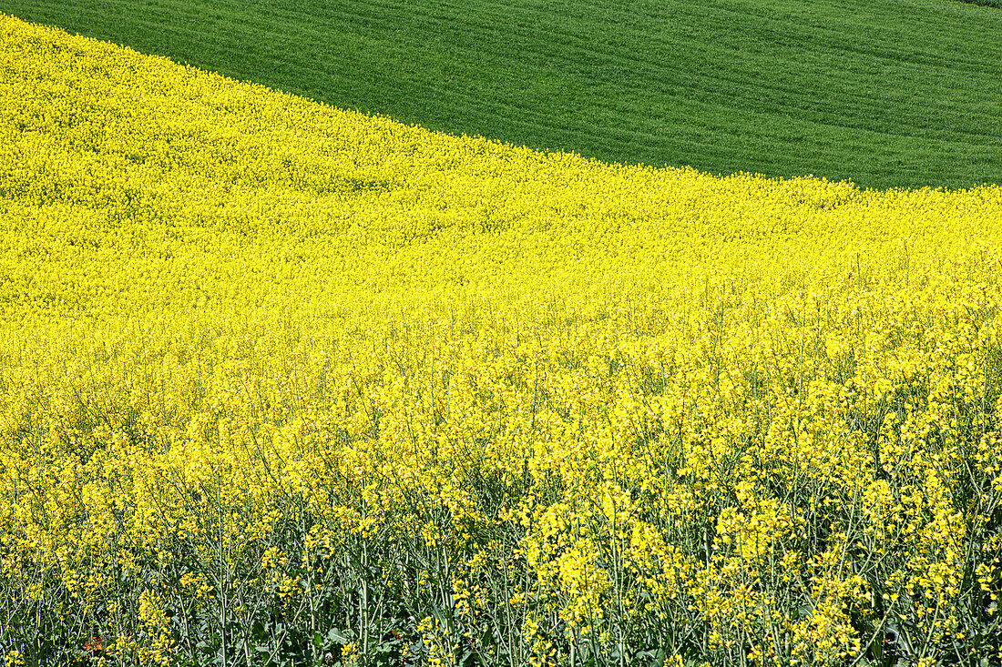 Growing rapeseed field in spring