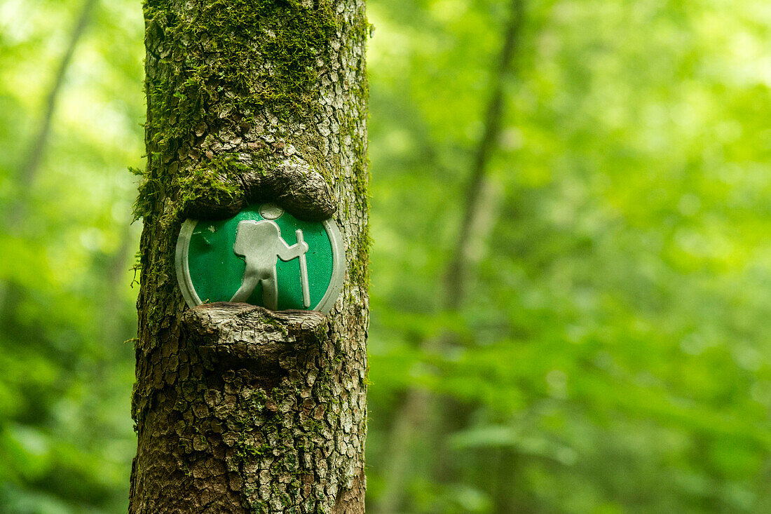 Hiking trail sign with tree partially grown around in in the Virgin Falls State Natural Area, Sparta, Tennessee.