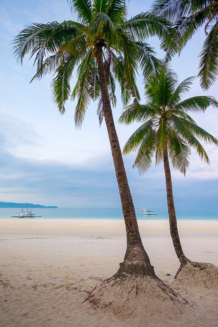 Palm trees on White Beach at dawn, Boracay Island, Aklan Province, Western Visayas, Philippines