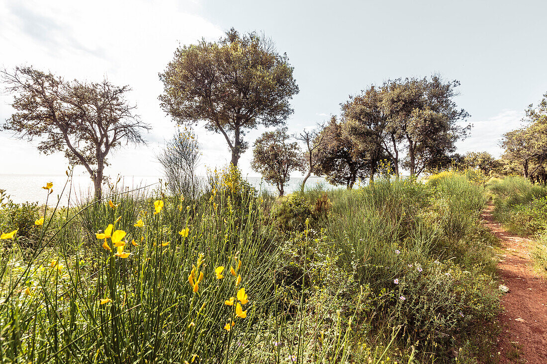 Flowers and trees along the Mediterranean coast, Peroj, Istria, Croatia