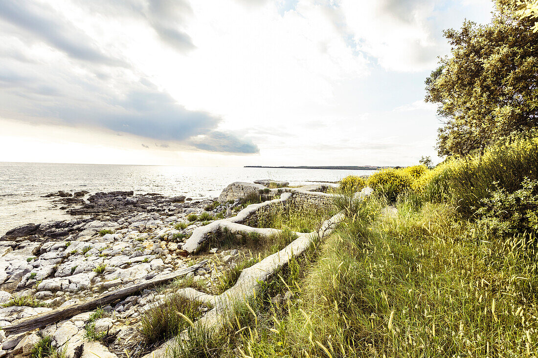 Uferwäldchen und Ruine an der Mittelmeerküste, Peroj, Istrien, Kroatien