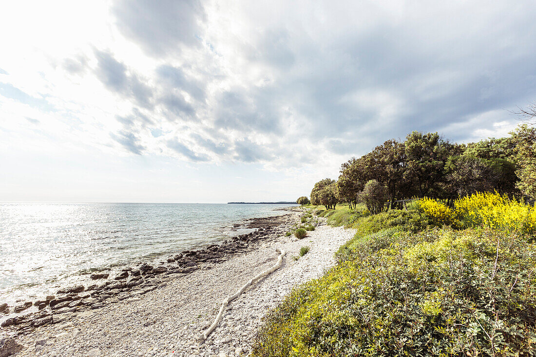 Uferwäldchen an der Mittelmeerküste, Peroj, Istrien, Kroatien