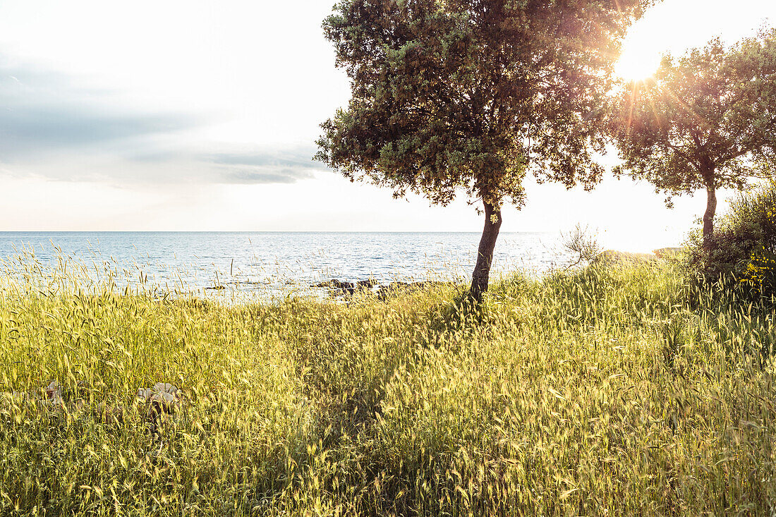 Trees and wild cereal at the Mediterranean coast in the evening sun, Peroj, Istria, Croatia