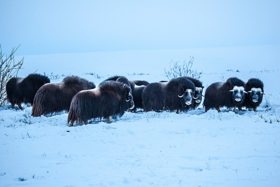 Moschusochsen Ovibos moschatus im  Schnee, North Slope Borough, Alaska, USA