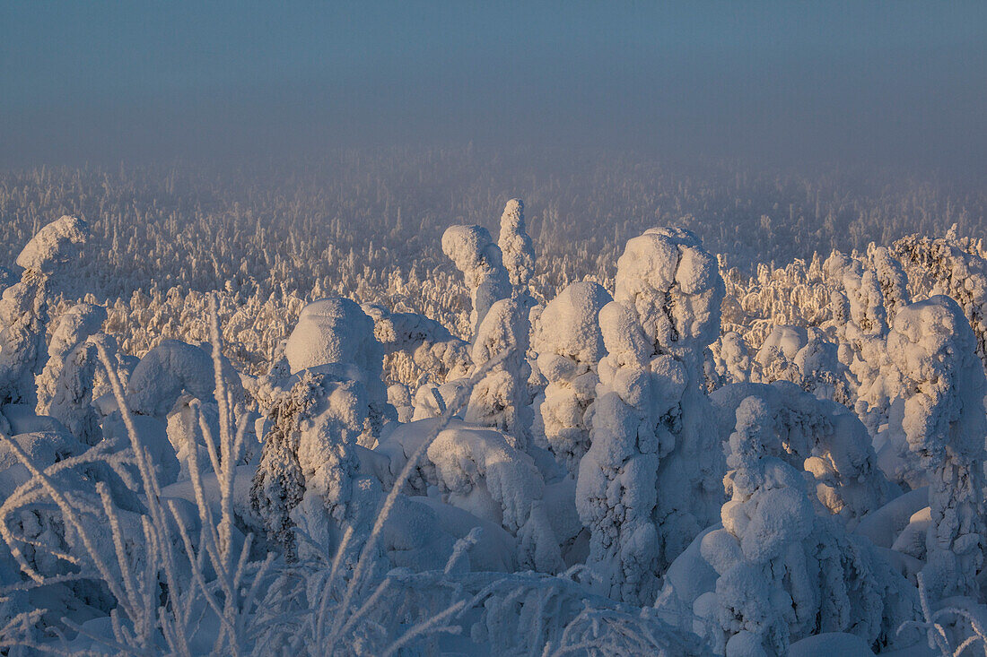 Snow covered trees at Dalton Highway, Yukon-Koyukuk Census Area, Alaska, USA