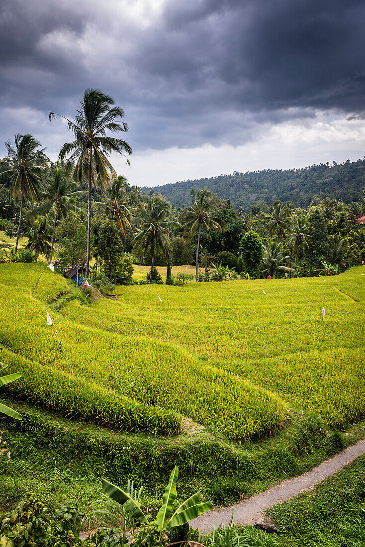 Grüne Reis-Terrassen mit Palmen - Indonesien, Bali
