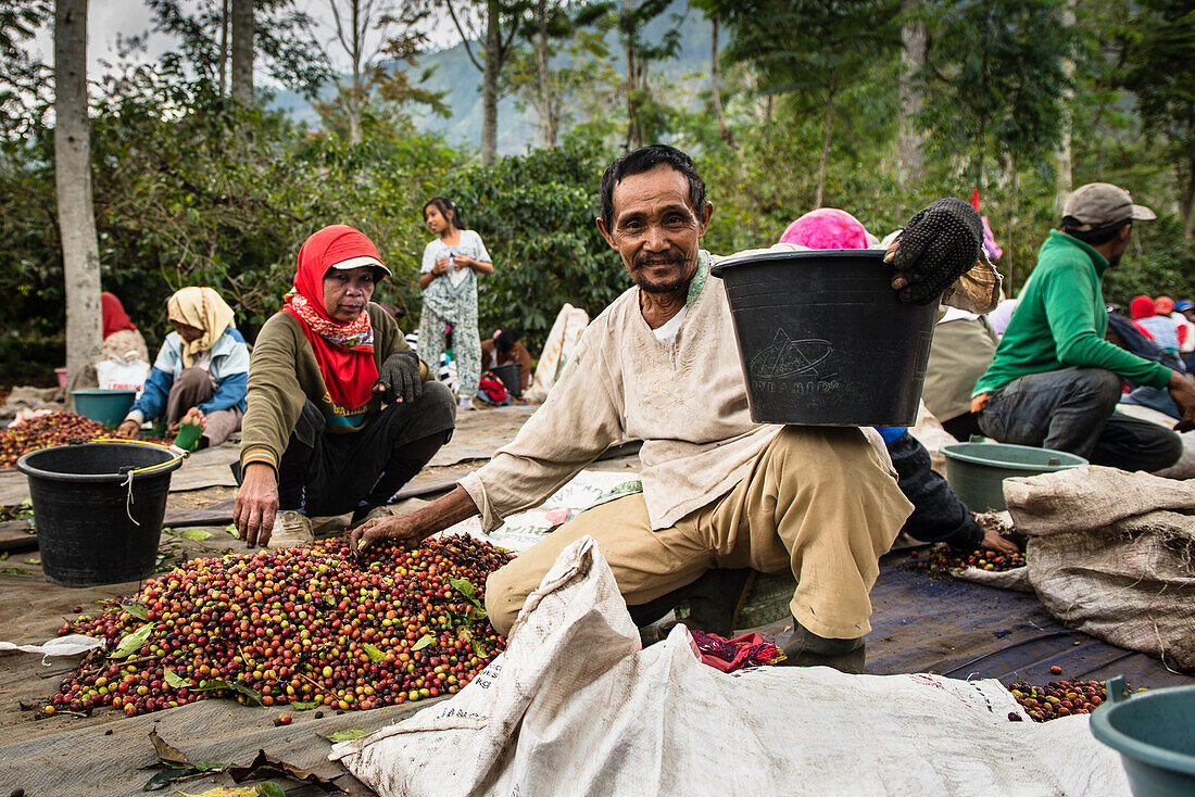 Coffee pickers at harvest on a coffee … – License image – 71076977 ...