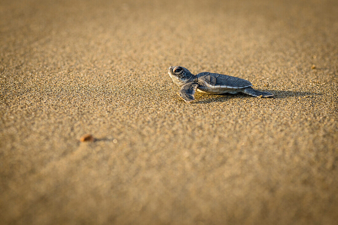 Baby green turtle a green turtle at the beach - Indonesia, Java