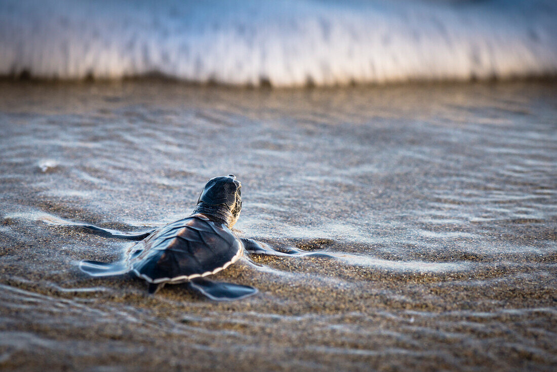 Schildkrötenbaby einer Suppenschildkröte kurz bevor sie von einer Welle erfasst wird, Java Indonesien