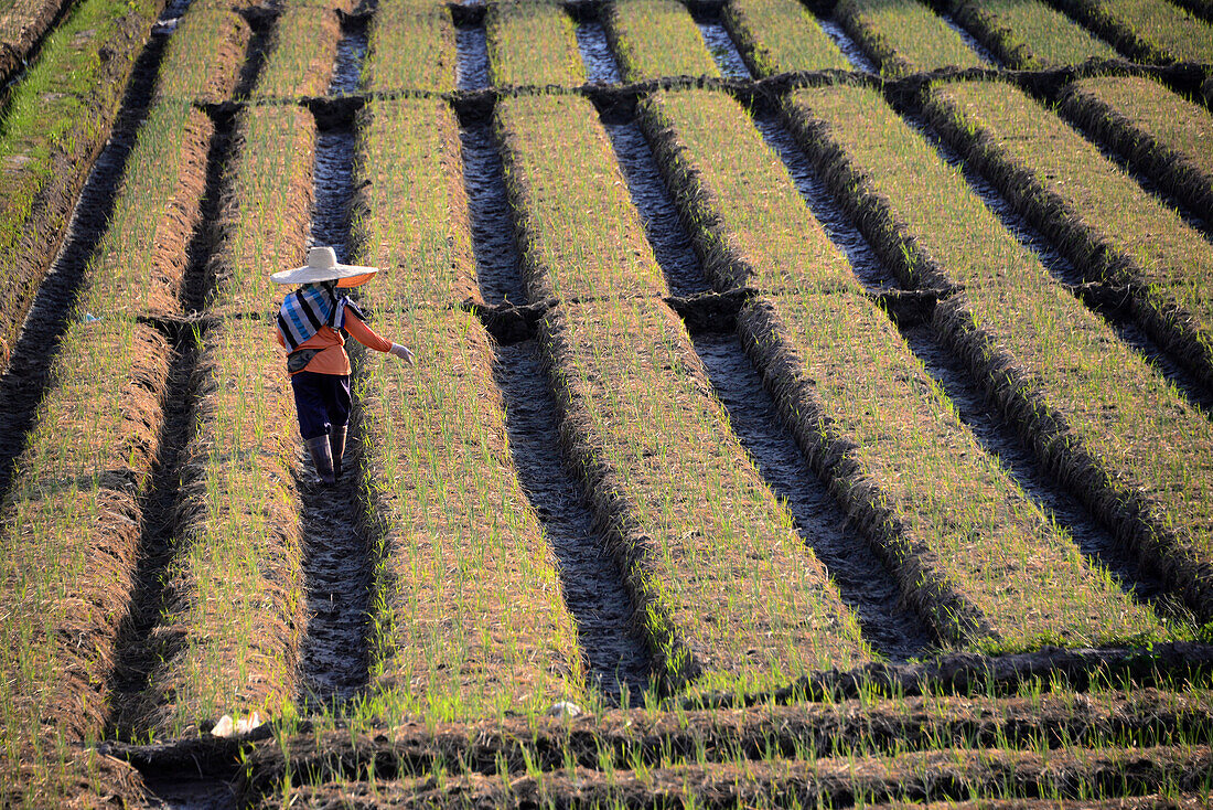 Landwirtschaft am Doi Inthanon bei Chiang Mai, Nord-Thailand, Thailand