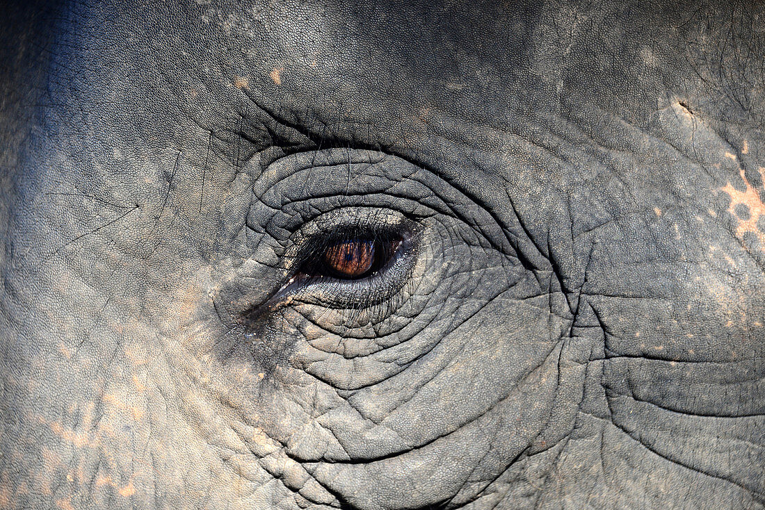 Elephant eye on the Elephant Round-up festival, Surin, East-Thailand, Thailand, Asia