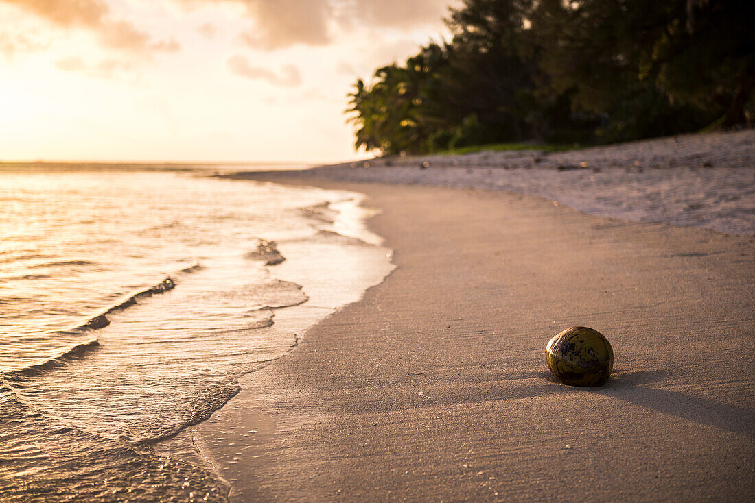 Coconut on a tropical beach at sunset, Rarotonga Island, Cook Islands, South Pacific, Pacific
