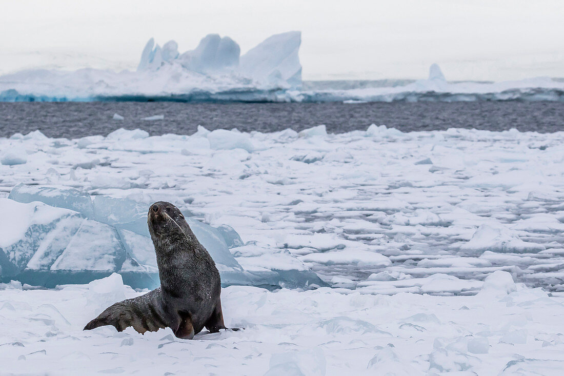 Adult bull Antarctic fur seal Arctocephalus gazella, hauled out on first year sea ice in the Weddell Sea, Antarctica, Polar Regions