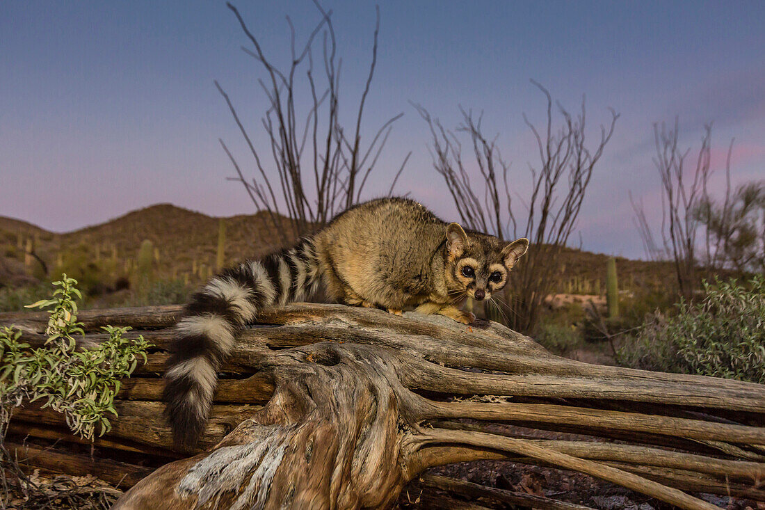 Captive ringtail Bassariscus astutus at sunset, Arizona Sonora Desert Museum, Tucson, Arizona, United States of America, North America