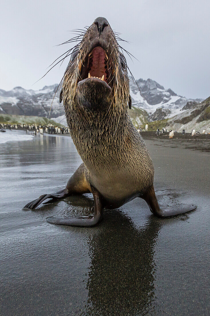 A curious young Antarctic fur seal Arctocephalus gazella, Gold Harbour, South Georgia, Polar Regions