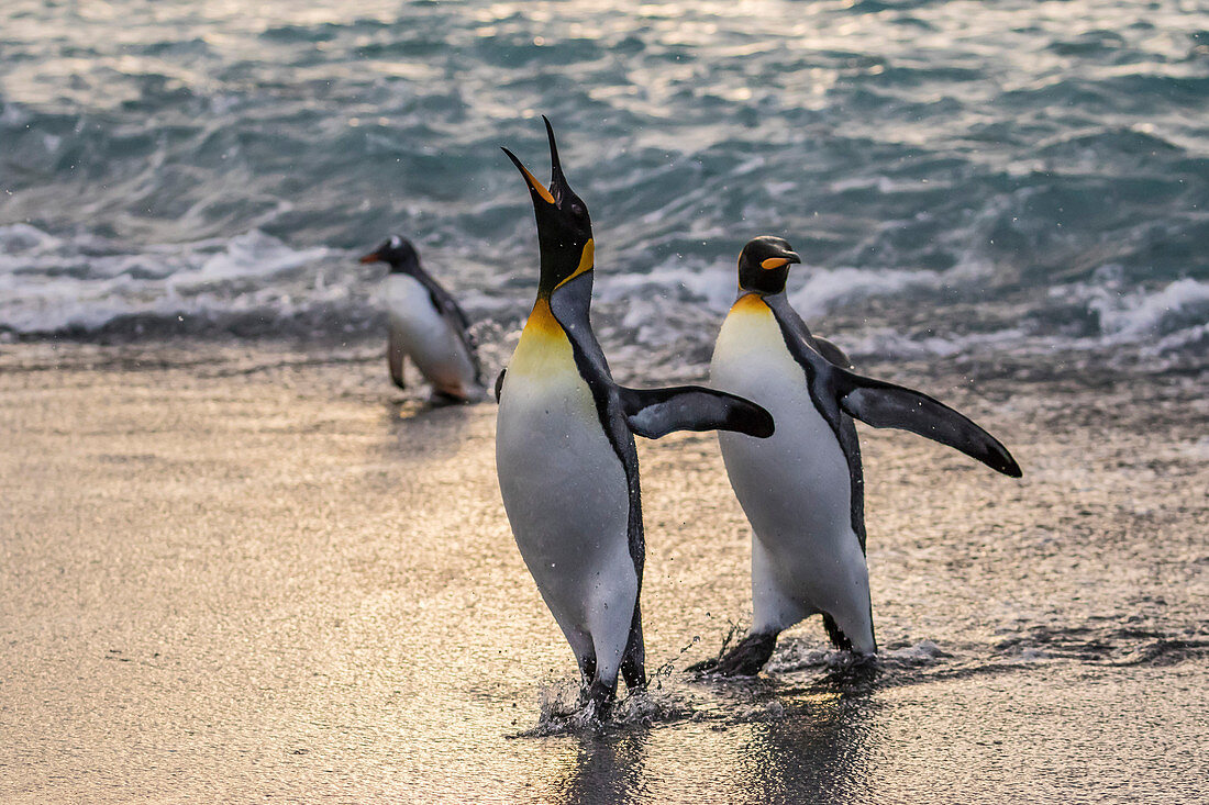 King penguins Aptenodytes patagonicus returning from the sea at Gold Harbour, South Georgia, Polar Regions