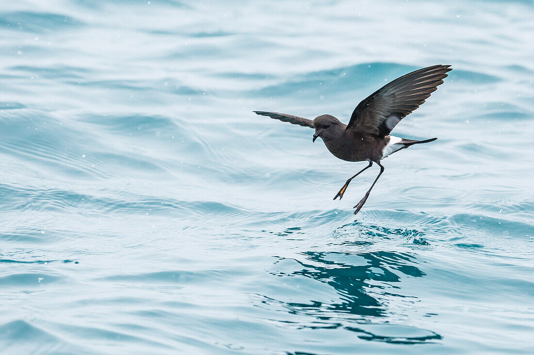 Adult Wilson's storm petrel Oceanites oceanicus, surface feeding at Grytviken, South Georgia, Polar Regions