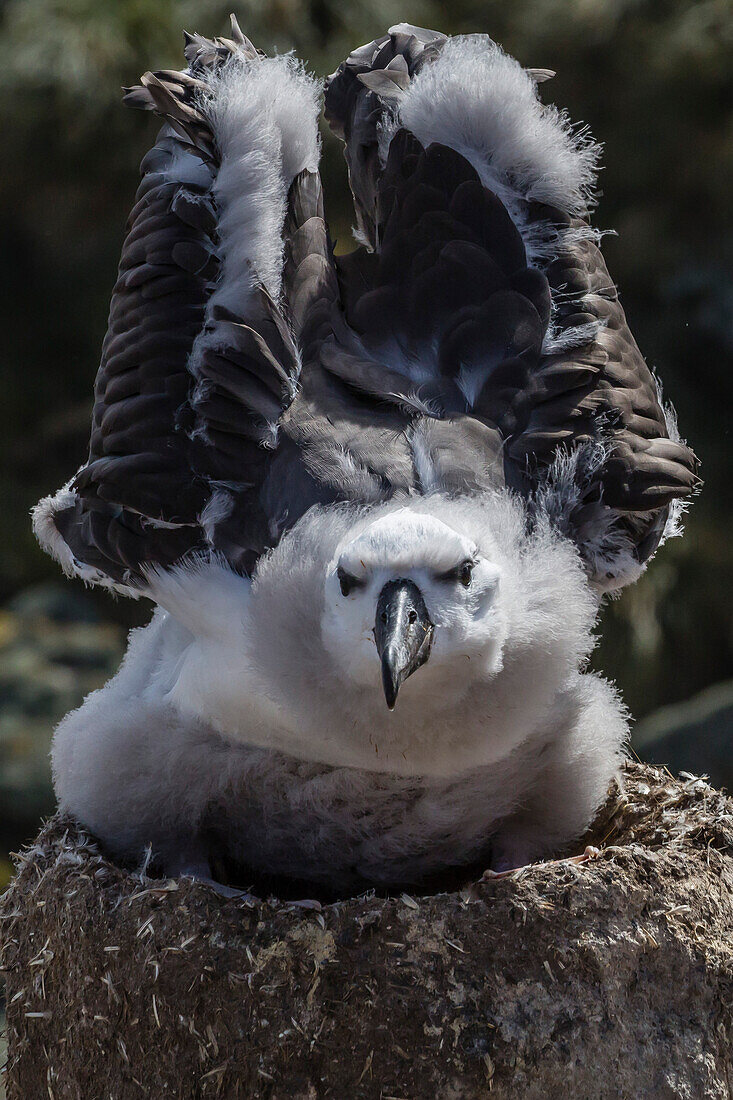 Black-browed albatross Thalassarche melanophris chick testing its wings in the New Island Nature Reserve, Falkland Islands, South America