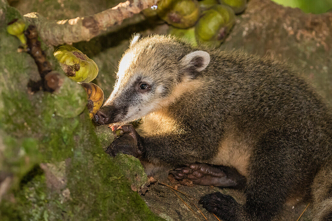 Adult South American coati Nasua nasua, Iguazu Falls National Park, Misiones, Argentina, South America