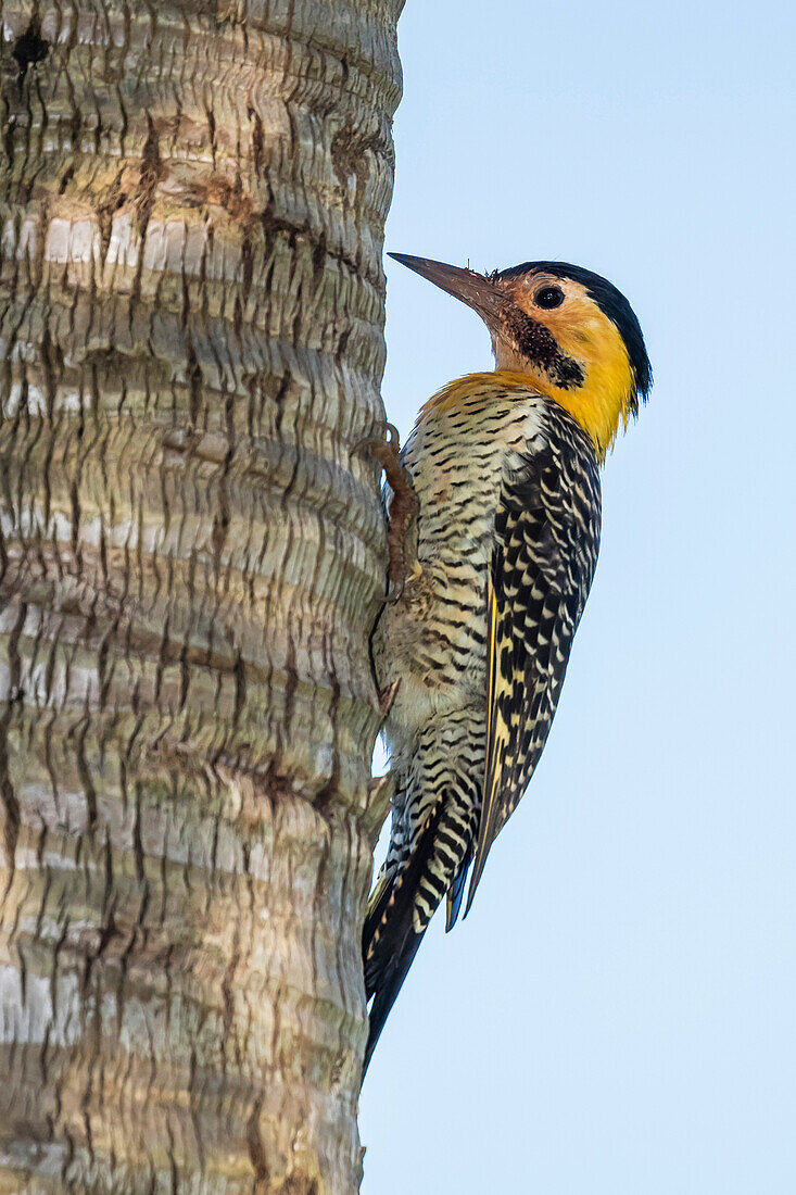 Campo flicker Colaptes campestris, within Iguazu Falls National Park, Misiones, Argentina, South America