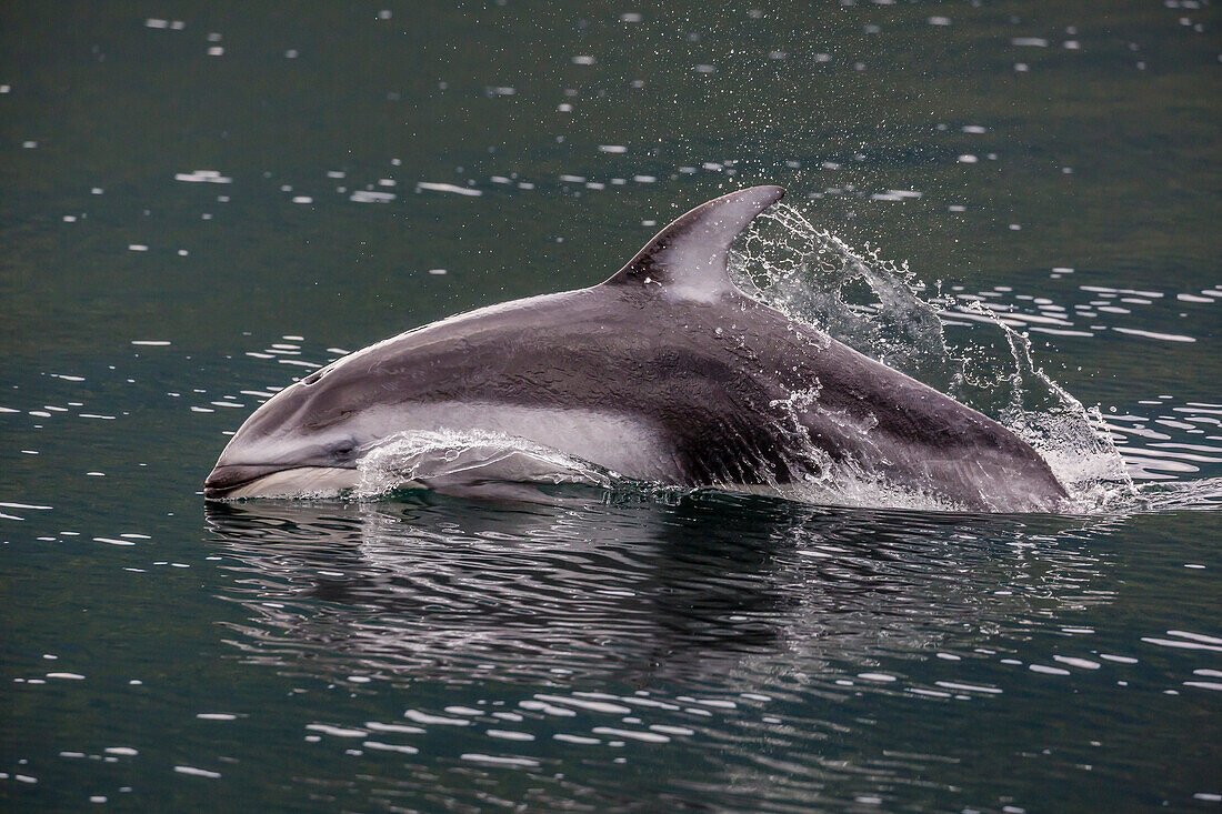 Pacific white-sided dolphin Lagenorhynchus obliquidens, surfacing in Johnstone Strait, British Columbia, Canada, North America