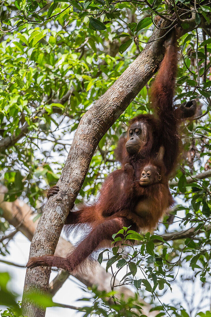 Reintroduced mother and infant orangutan Pongo pygmaeus in tree in Tanjung Puting National Park, Borneo, Indonesia, Southeast Asia, Asia