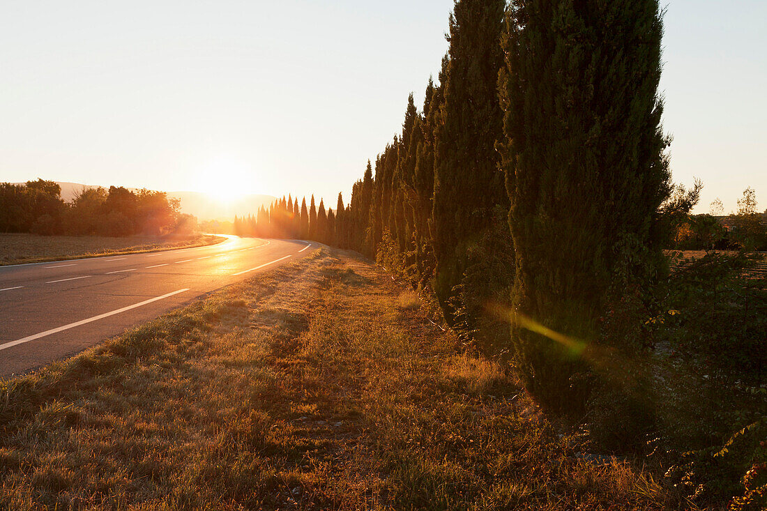 Alley of cypresses along a road at sunset, Gordes, Provence, Provence-Alpes-Cote d'Azur, France, Europe