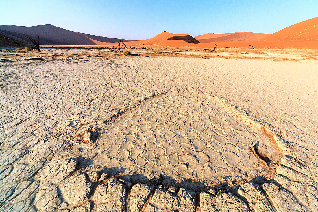 Parched ground and dead Acacia surrounded by sandy dunes, Deadvlei, Sossusvlei, Namib Desert, Namib Naukluft National Park, Namibia, Africa