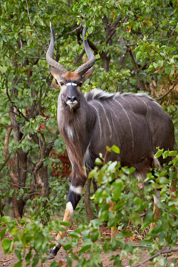 Nyala Tragelaphus angasii buck, Kruger National Park, South Africa, Africa
