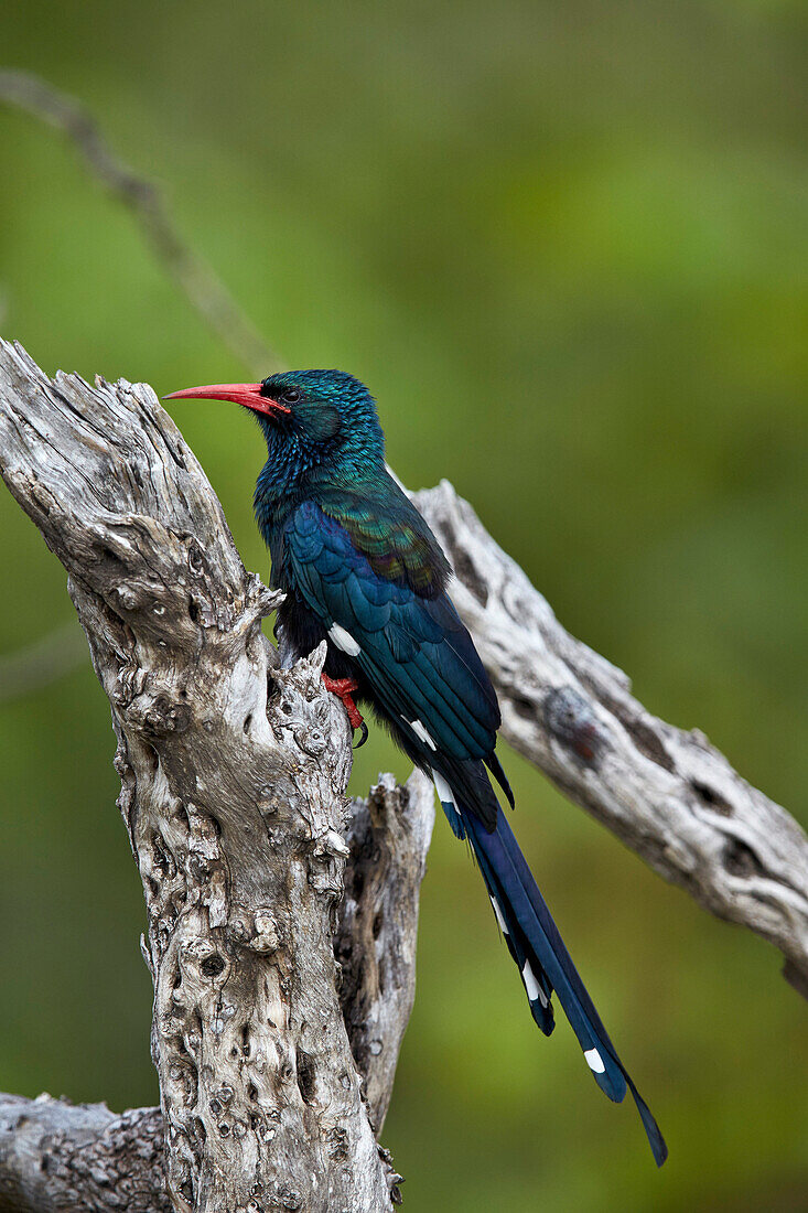 Green wood hoopoe red-billed wood hoopoe Phoeniculus purpureus, Kruger National Park, South Africa, Africa