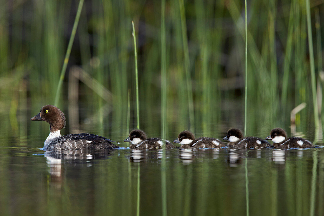 Common Goldeneye Bucephala clangula female swimming with four chicks, Lac Le Jeune Provincial Park, British Columbia, Canada, North America