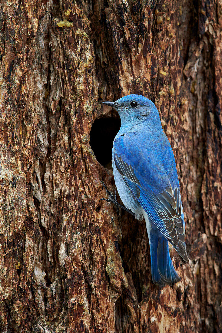 Mountain bluebird Sialia currucoides, male at nest cavity, Yellowstone National Park, Wyoming, United States of America, North America