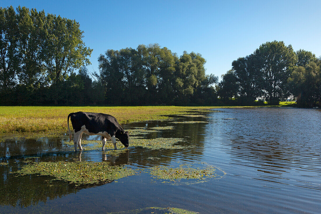 Cow at an old arm of Rhine river at Bislicher Insel, near Xanten, Lower Rhine, North-Rhine Westphalia, Germany
