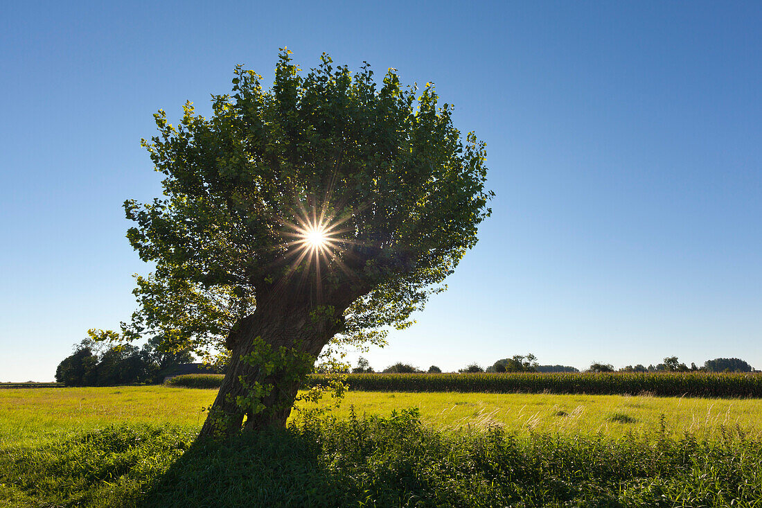 Pollard willow at Bislicher Insel, near Xanten, Lower Rhine, North-Rhine Westphalia, Germany