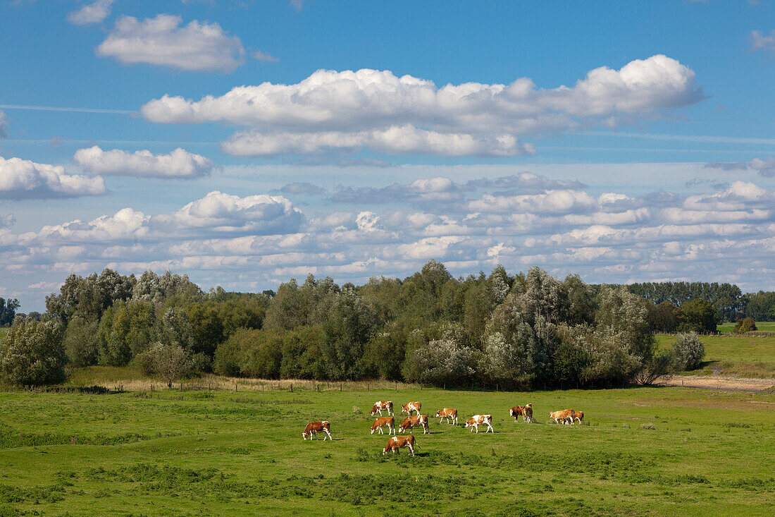 Kuehe auf einer Weide bei Kleve, Niederrhein, Nordrhein-Westfalen, Deutschland