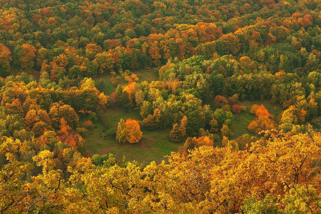 Herbstlaubfaerbung im Pfaelzer Wald, bei Annweiler, Naturpark Pfaelzer Wald, Rheinland-Pfalz, Deutschland